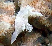 Photo: B. & S. Koretz, Eilat, May 2007; click for a larger picture